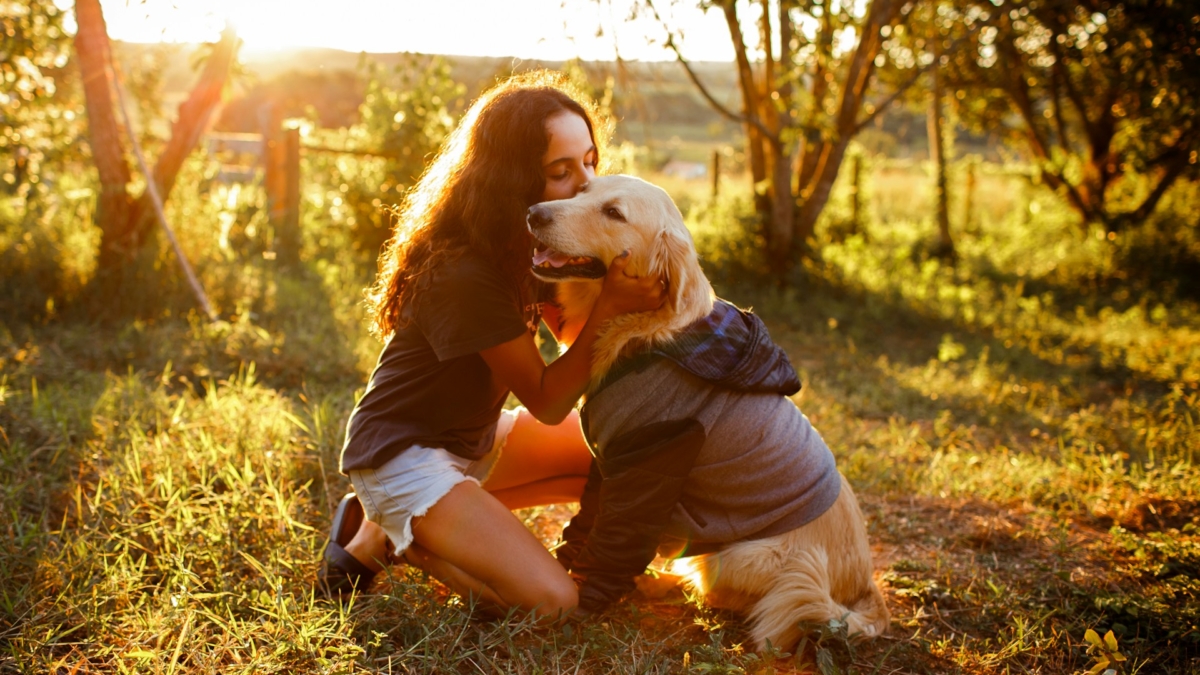 66. Golden Companions- The Fascinating Story of the Golden Retriever