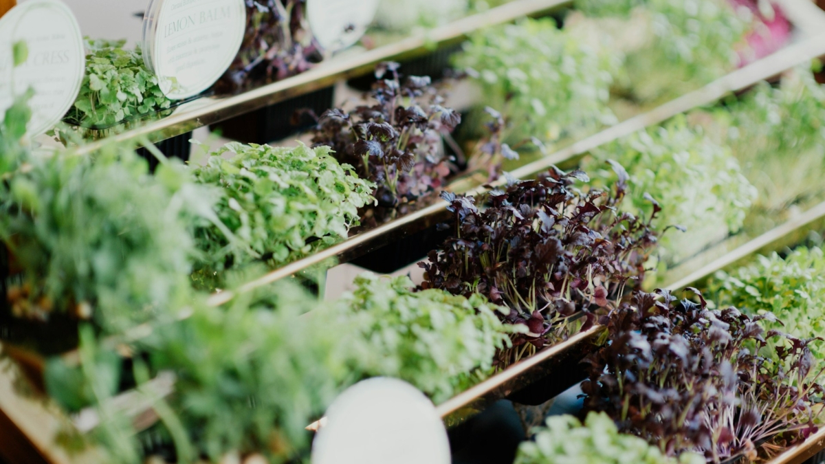 90. How Wholesale Herb Buyers Can Source Sustainably Without Compromising Quality